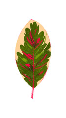 trendy botanical single ficus elastica leaf - greenery tropical leaves - foliage green pink leaves - urban jungle - floral wedding invitation - houseplant illustrations isolated background