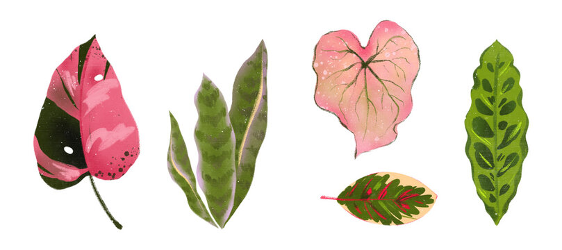 trendy botanical greenery set - tropical leaves icons - foliage green pink lilac leaves - urban jungle - floral wedding invitation card - houseplants illustrations isolated transparent background PNG 