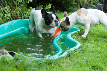 Französische Bulldoggen in ihrem Plantschbecken im Garten