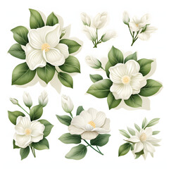 set of Gardenia, plants, leaves and flowers. illustrations of beautiful realistic flowers for background, pattern or wedding invitations