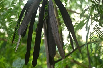 acacia seed hanging on branch on sunset in garden 