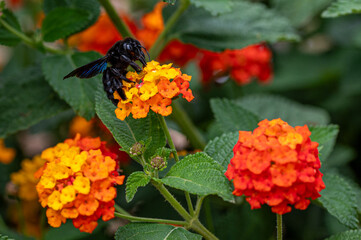 Male Violet Carpenter Bee, Xylocopa violacea, feeding from orange lantana flowers. Milna, Brac Island, Croatia