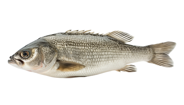 Bar Fish Isolated on Transparent Background - Powered by Adobe