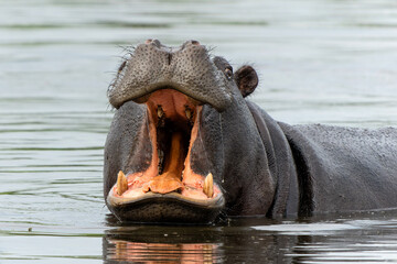 Hippopotamus in the Okavanga Delta in Botswana. An aggressive hippo bull is yawning and shows...