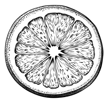 recommend clip art: PNG Sliced lemon sketch fruit plant.