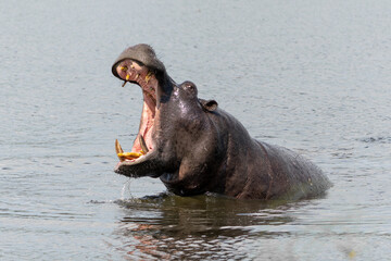 Hippopotamus in the Okavanga Delta in Botswana. An aggressive hippo bull is yawning and shows...