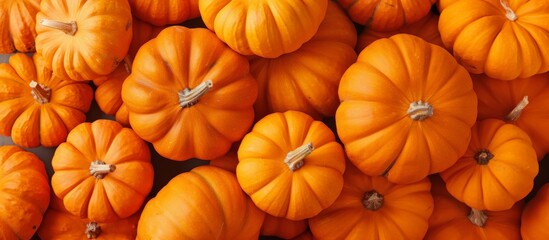 Orange Pumpkin Patch in autumn. Organic and eco-friendly vegetable harvest