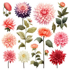 set of Dahlia, plants, leaves and flowers. illustrations of beautiful realistic flowers for background, pattern or wedding invitations
