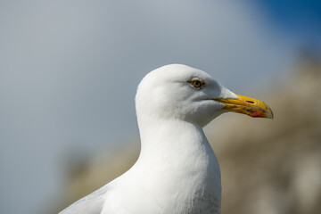 detailed close-up portrait of a European Herring Gull (Larus argentatus)