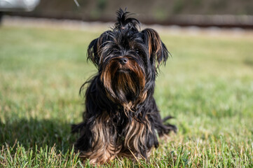 Shih Tzu Hund sitzend von vorne