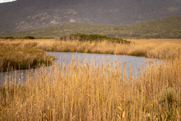 grassland near Wilson Proms, Victoria, Australia
