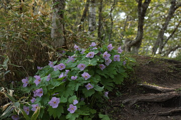 朝の紋別岳で見かけたシラネアオイ