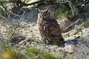 Great Horned Owl, Bubo virginianus nacurutu, Peninsula Valdes, Patagonia, Argentina.