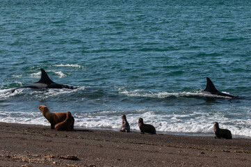 Killer Whale, Orca, hunting a sea lions , Peninsula Valdes, Patagonia Argentina