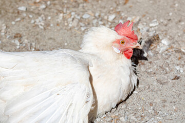 White chicken lies on the sand, close-up, right side. For ad poultry farming, agriculture eco ranch banner, veterinary information