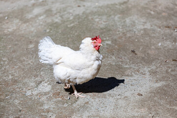 White hen stands with her leg tucked, general view on the right. For ad poultry farming, agriculture eco ranch banner, veterinary information