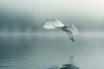 Fototapeta premium A white bird is flying over a body of water