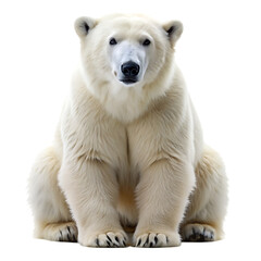 Fototapeta premium polar bear on transparent background
