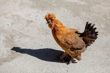 Motley ginger chicken, rooster standing on the sand, left side, general view, shadow. For ad...