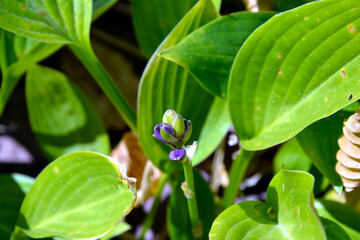 Hosta flowering plant. Hosta with violet flowers. Other names: hostas, plantain lilies