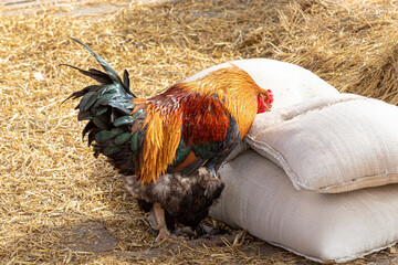 Magnificent colorful rooster pecking at a bag of grain. For ad poultry farming, agriculture eco...