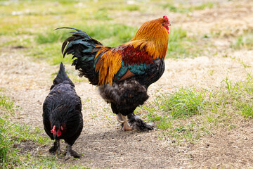 Magnificent colorful rooster stands on a path among the grass next to a chicken. General view, right side. For ad poultry farming, agriculture eco ranch banner, veterinary information
