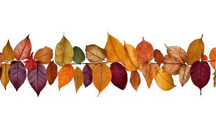 Fototapeta premium autumn leaves isolated on white