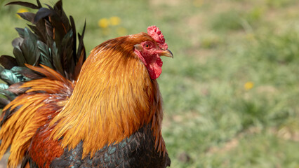 Portrait of a magnificent colorful rooster for ad poultry farming, agriculture eco ranch banner,...