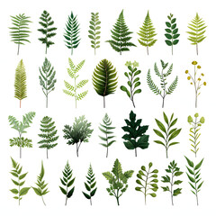 set of Leatherleaf fern, plants, leaves and flowers. illustrations of beautiful realistic flowers for background, pattern or wedding invitations