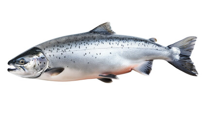 Salmon Fish Isolated on Transparent Background