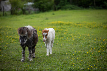 Beautiful and cute pony horses in north italy