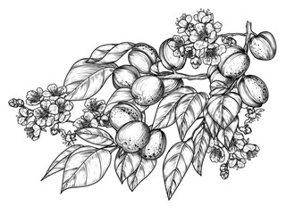 Vector illustration of an apricot branch with fruits and flowers in engraving style