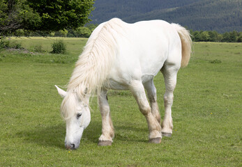 white horse grazing