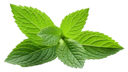 PNG Leaf plant herbs mint. 