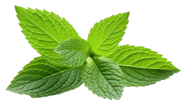 PNG Leaf plant herbs mint. 
