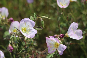 Light pink flowers