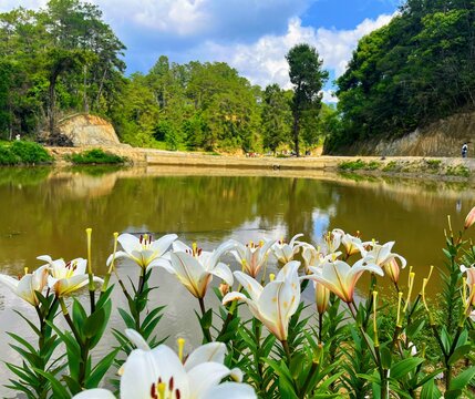 A beautiful view from Ziro Aquarium... Seasoning flowers
India (ziro)