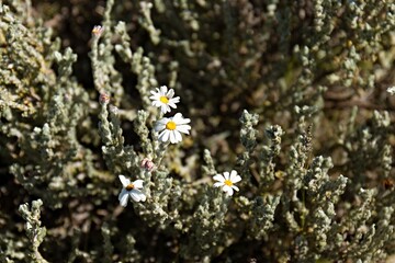 Flowers near Sani Pass (2876 meters). Maloti Mountains. Thaba-Tseka District. Kingdom of Lesotho. Africa.