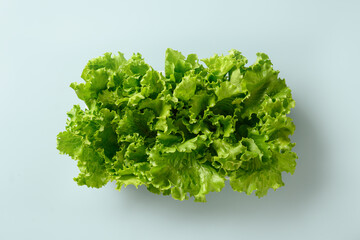 Fresh home-grown green lettuce salad leaves isolated on blue background. View from above.