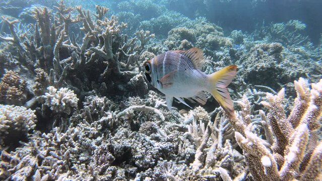 Dead corals and lonely fish swimming along damaged ocean nature