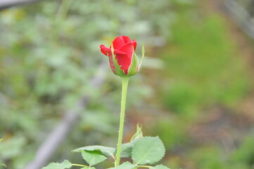 Obraz premium Roses