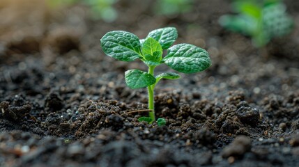 Young plant growing in the soil on green background, nature concept of new life