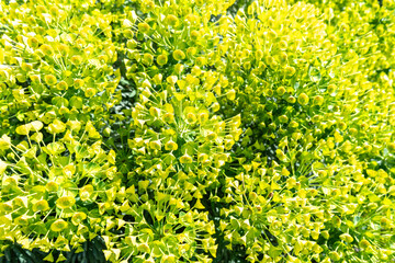 Mediterranean Spurge, Euphorbia characias wulfenii green flowers in natural sun light, spring...