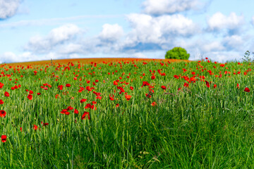 Scenic view of agriculture grain field with red poppies on a cloudy spring morning at Swiss village. Photo taken May 28th, 2024, Oberglatt, Canton Zurich, Switzerland.