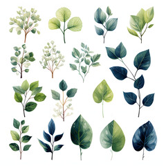 set of Salal leaves, plants, leaves and flowers. illustrations of beautiful realistic flowers for background, pattern or wedding invitations
