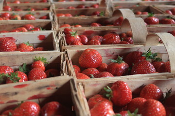 Fresh delicious strawberries in a basket