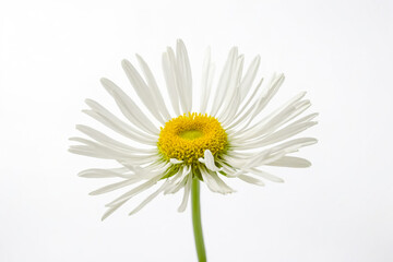Naklejka premium White Daisy Flower Isolated on White Background