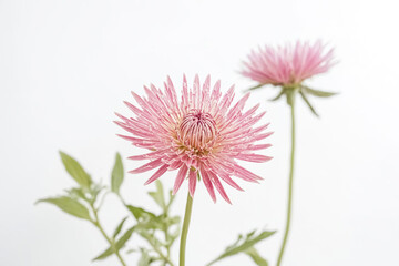 Two Pink Flowers on White Background