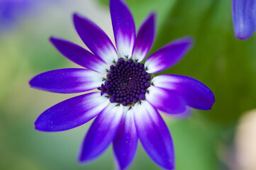 Senetti flower blossom with purple center, white ring and then purple outer petals
