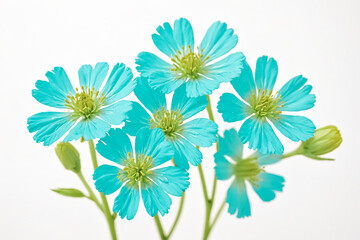 Fototapeta premium Close Up of Blue Flowers with White Background